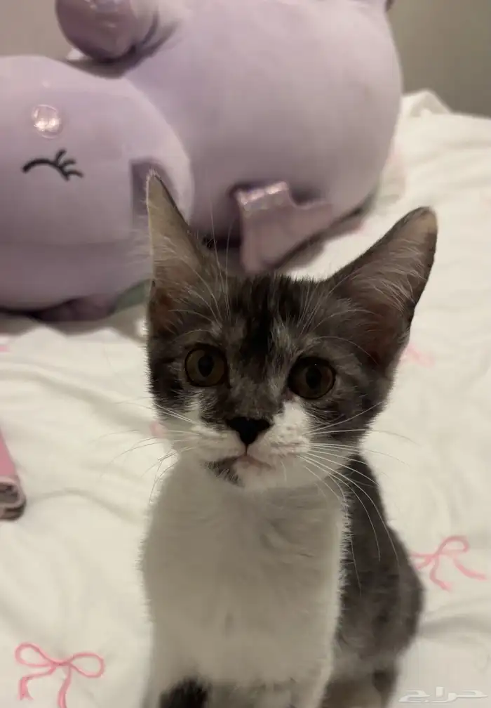 كيتن بلدي لتبني 2