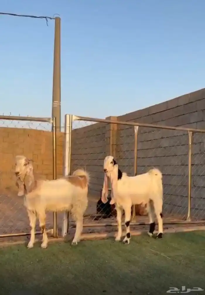 تيوس مشاااريك مشاريع فحول 0