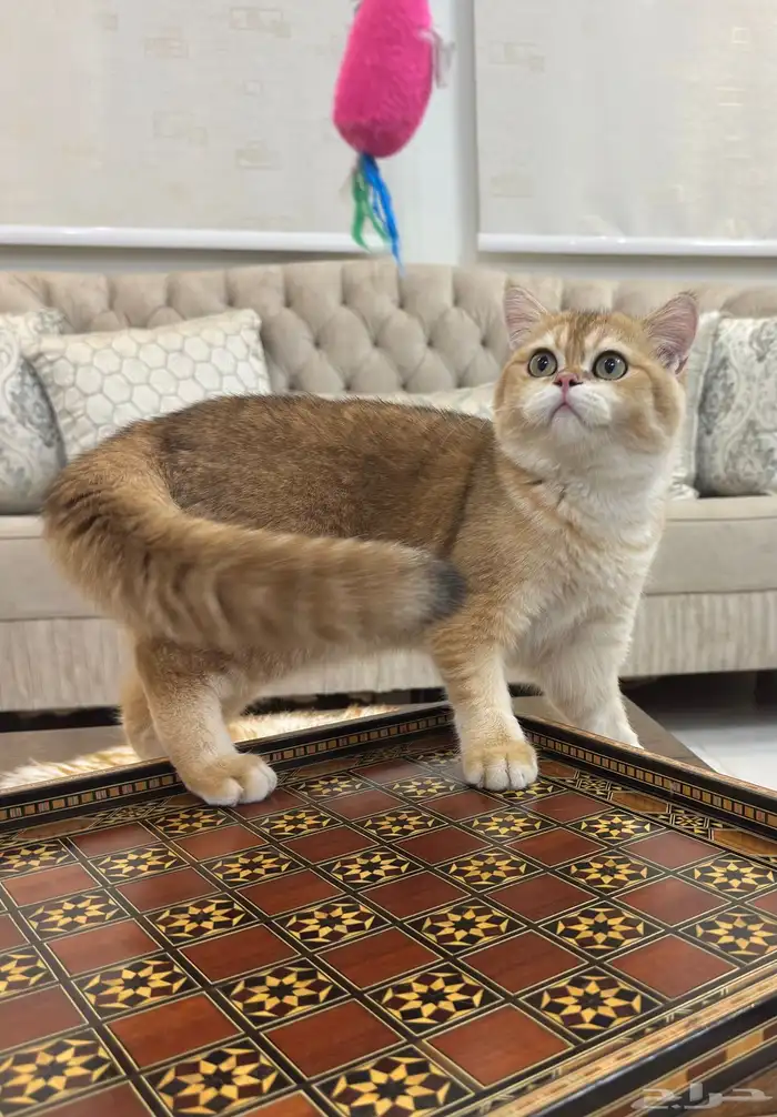 قط بريتش بيور 5