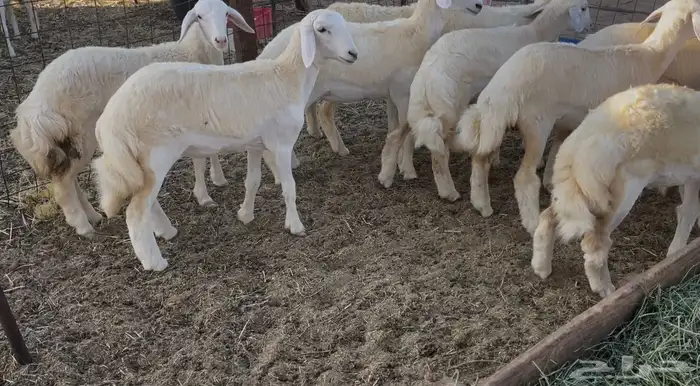 رخال كفو مراح واحد. تم البيع 4