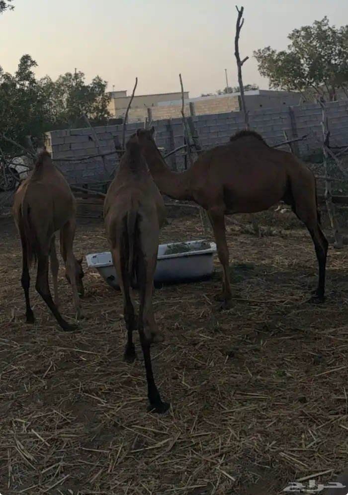 قعدان وعجل 2