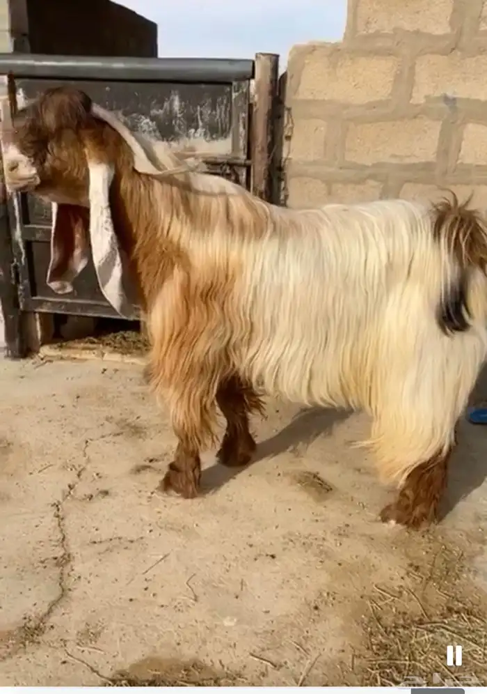 تيس اصفر كايف 5