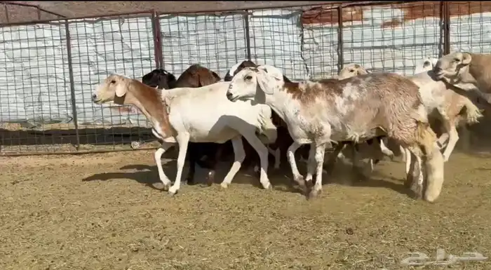 السواكن المراح الفاخر 4