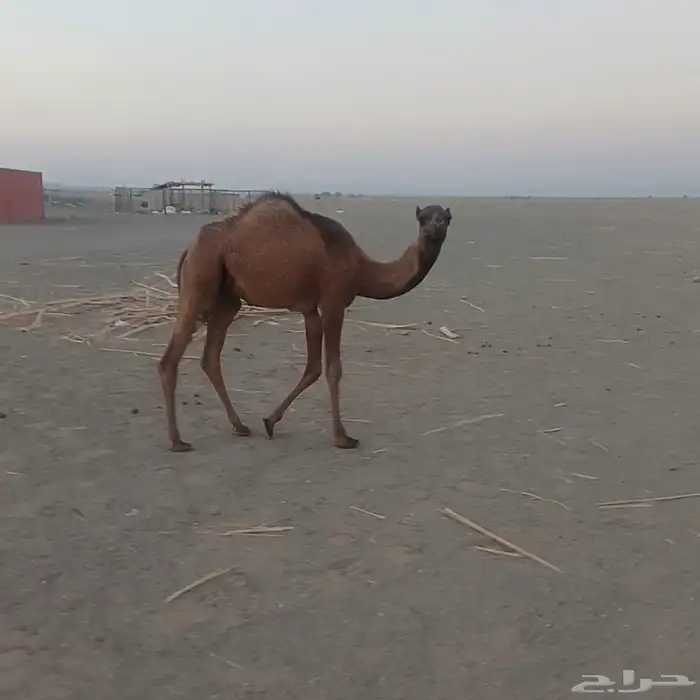 خلفه هديه حليب وافر سكر 1