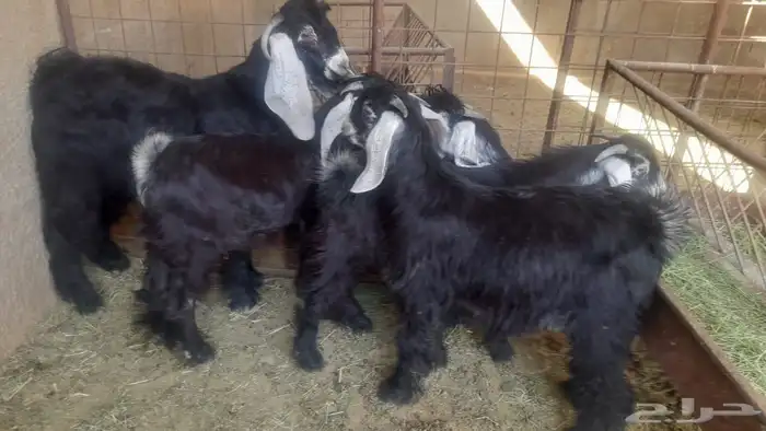 تيوس عارضي مرابي 3