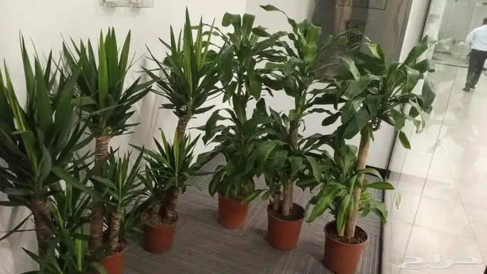 تصميم حديقة 3