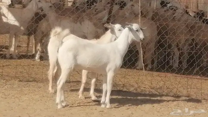 جفار بيشيات صنف فاخرة جفرات بيشية 2 معزا 6