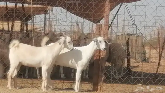 جفار بيشيات صنف فاخرة جفرات بيشية 2 معزا 10
