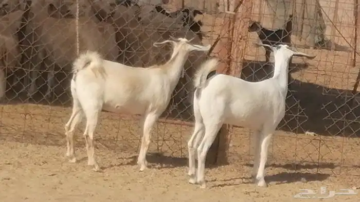جفار بيشيات صنف فاخرة جفرات بيشية 2 معزا 5