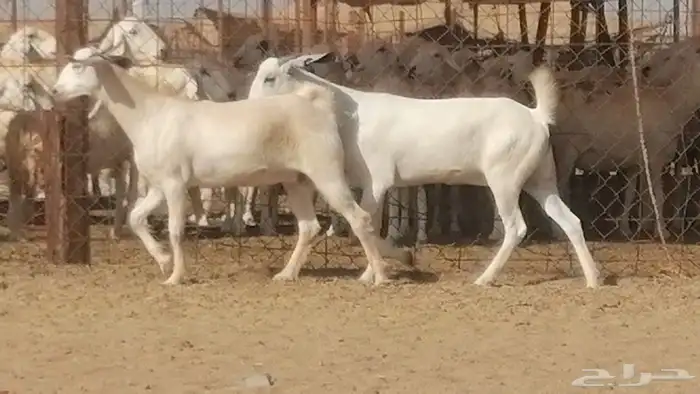 جفار بيشيات صنف فاخرة جفرات بيشية 2 معزا 15