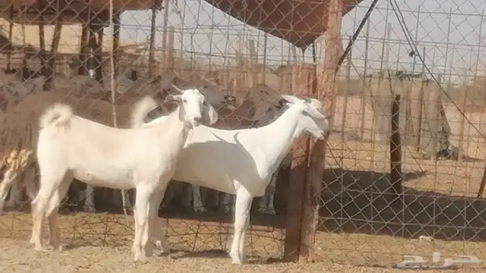 جفار بيشيات صنف فاخرة جفرات بيشية 2 معزا 7