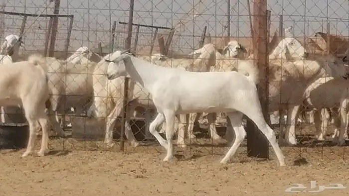 جفار بيشيات صنف فاخرة جفرات بيشية 2 معزا 11