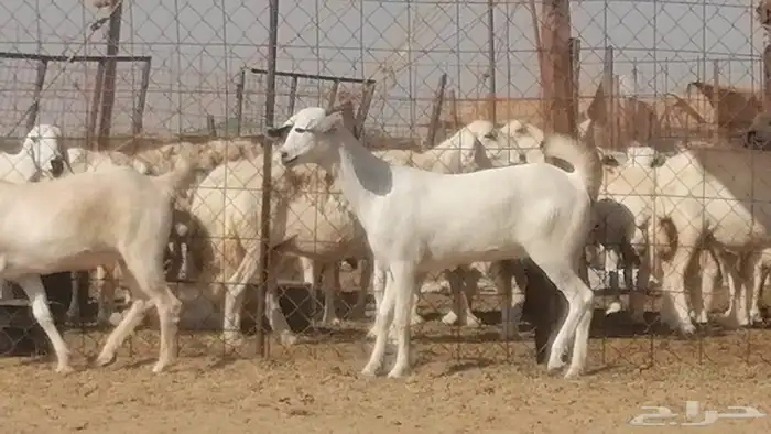 جفار بيشيات صنف فاخرة جفرات بيشية 2 معزا 29