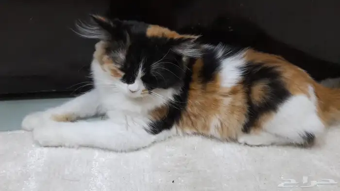 قطة عشر اشهر للتبني 2