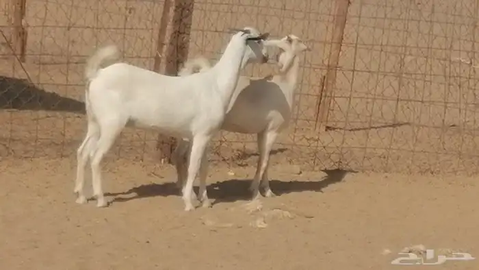 جفار بيشيات صنف فاخرة جفرات بيشية 2 معزا 19