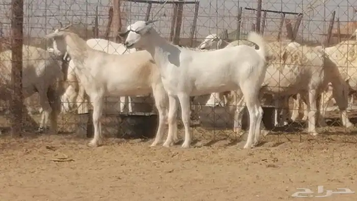 جفار بيشيات صنف فاخرة جفرات بيشية 2 معزا 21