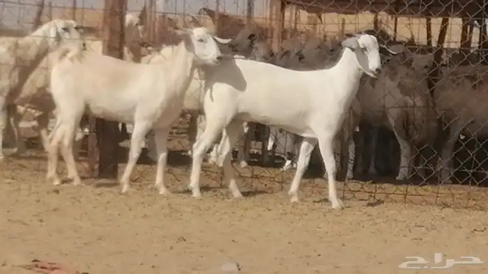 جفار بيشيات صنف فاخرة جفرات بيشية 2 معزا 26