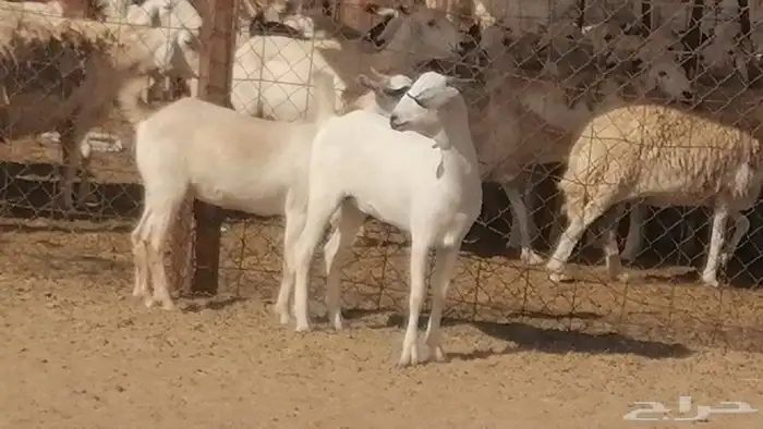جفار بيشيات صنف فاخرة جفرات بيشية 2 معزا 0