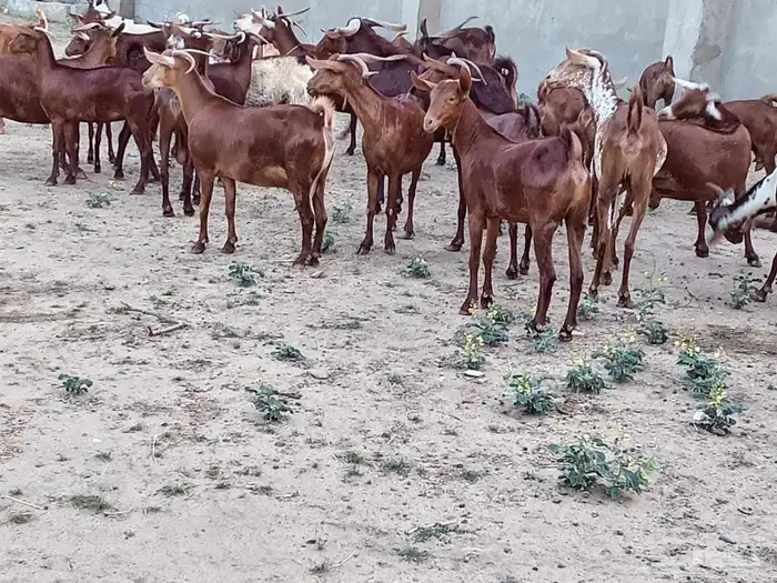 ماعز دهم محيليات صنف فاخر 17