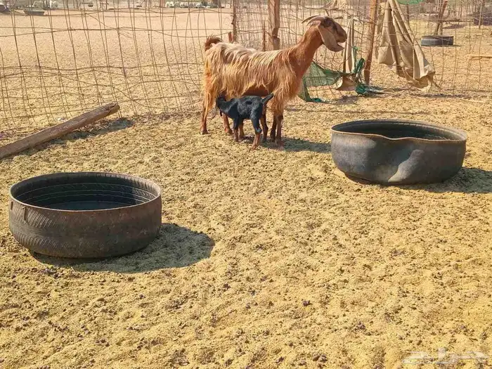 عنز خلفاء طيب سنها جميع شبب 4