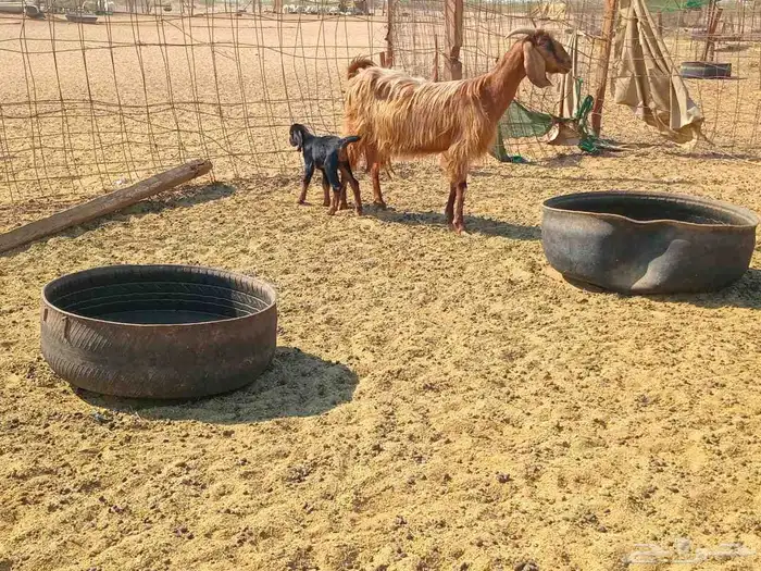 عنز خلفاء طيب سنها جميع شبب 0