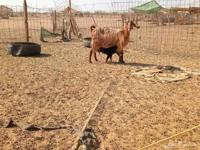 عنز خلفاء طيب سنها جميع شبب 2