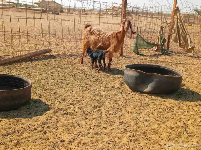 عنز خلفاء طيب سنها جميع شبب 6