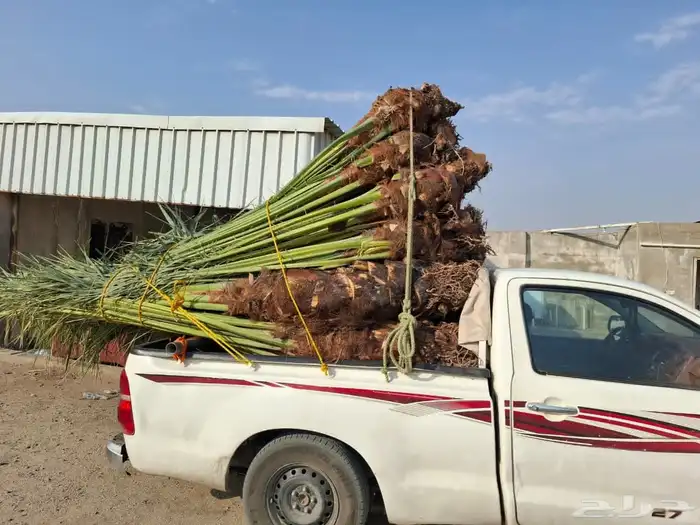 توريد جميع انواع النخيل 5