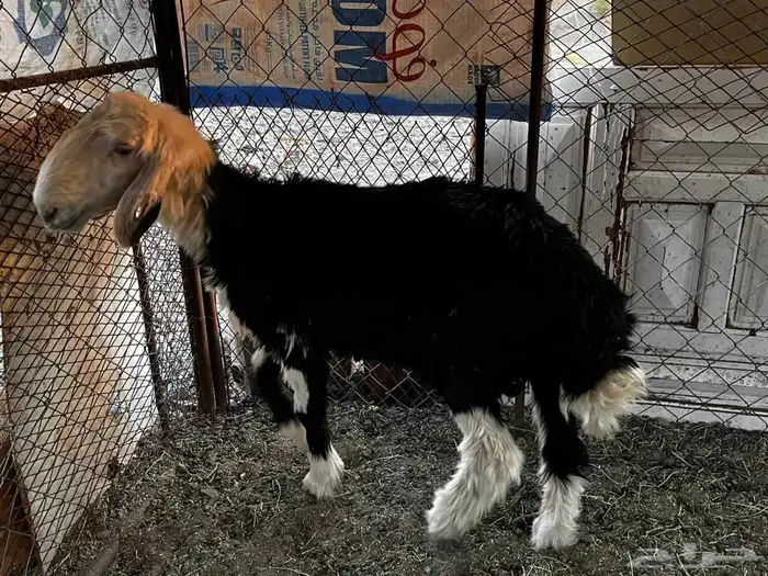 طلي ذبيحه للبيع 4