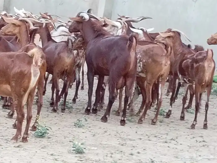 ماعز دهم محيليات صنف فاخر 19