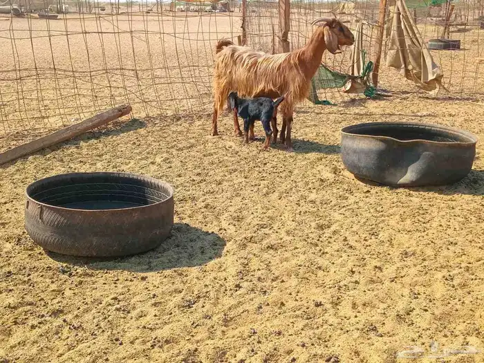 عنز خلفاء طيب سنها جميع شبب 5