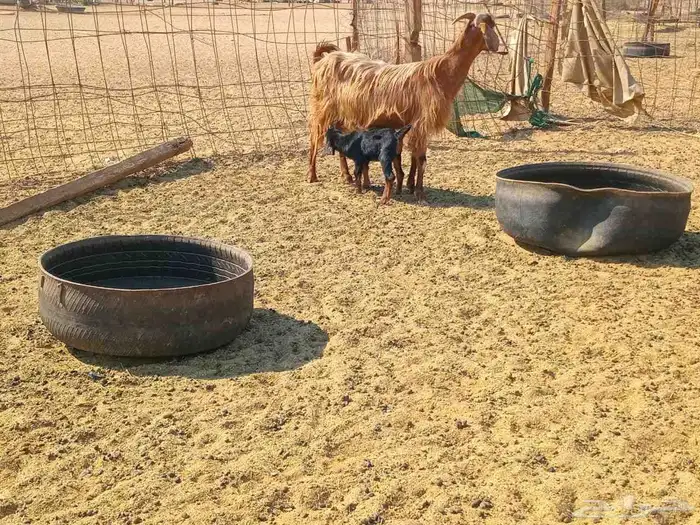 عنز خلفاء طيب سنها جميع شبب 3