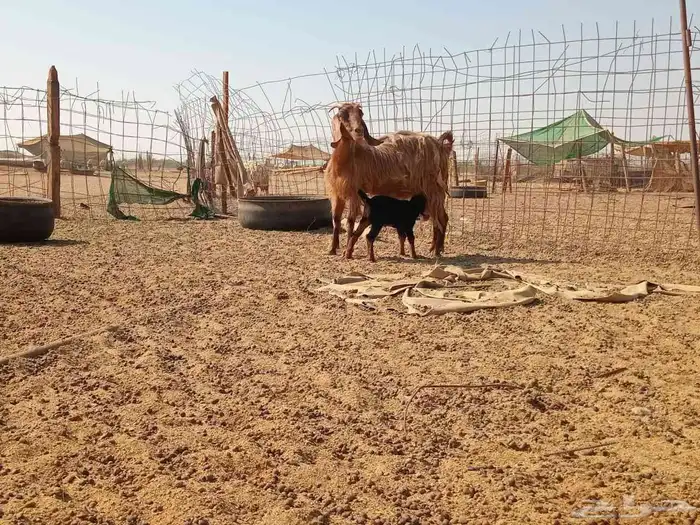 عنز خلفاء طيب سنها جميع شبب 8