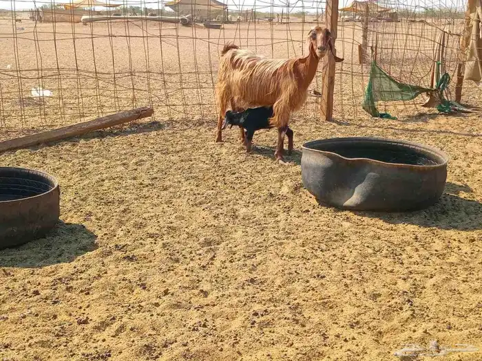 عنز خلفاء طيب سنها جميع شبب 7