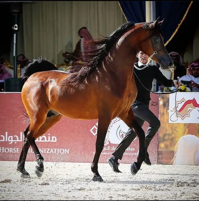 فرس شعبيه شيخه 2