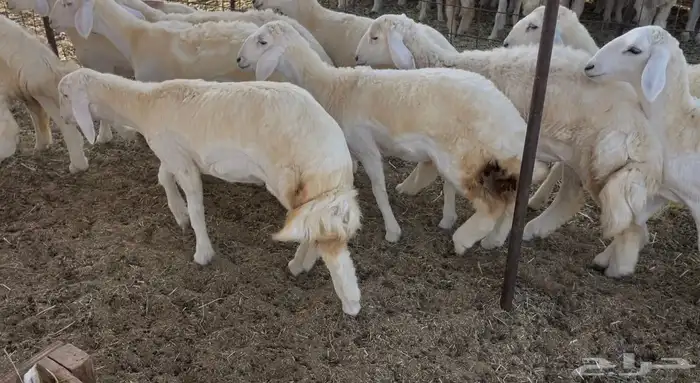 رخال كفو مراح واحد. تم البيع 2