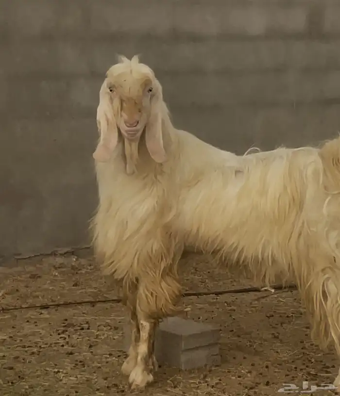 تيس ابيض ابرص 4