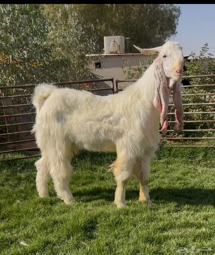 تيس ابرص ثني 0