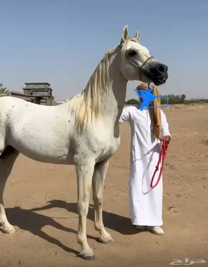حصان للبيع شيخ 0