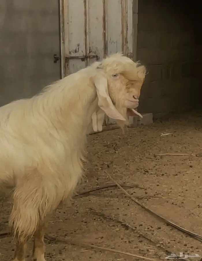 تيس ابيض ابرص 0