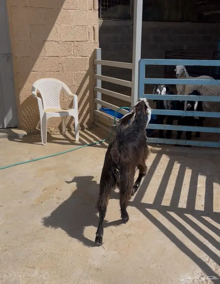 تيس للبيع عارضي العمر 5 اشهر. مخصي 0