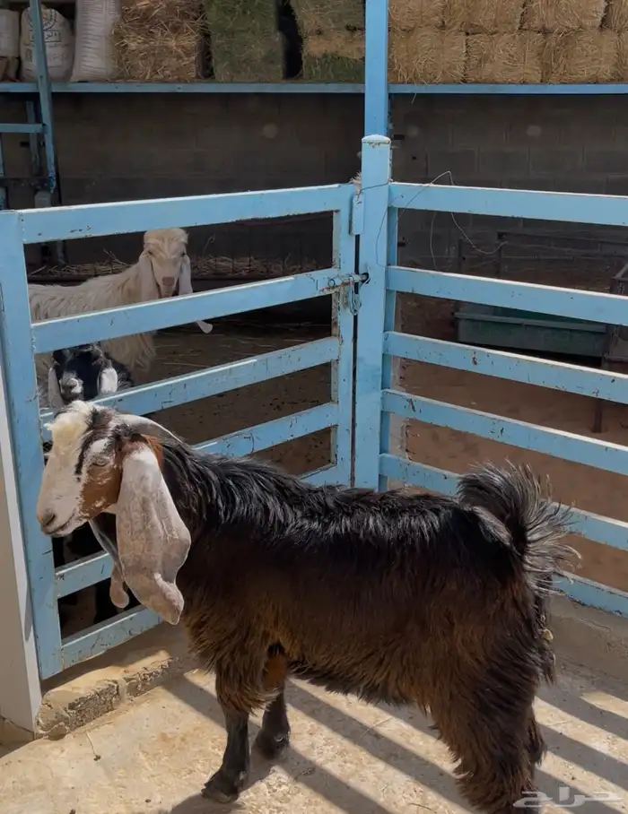 تيس للبيع عارضي العمر 5 اشهر. مخصي 1