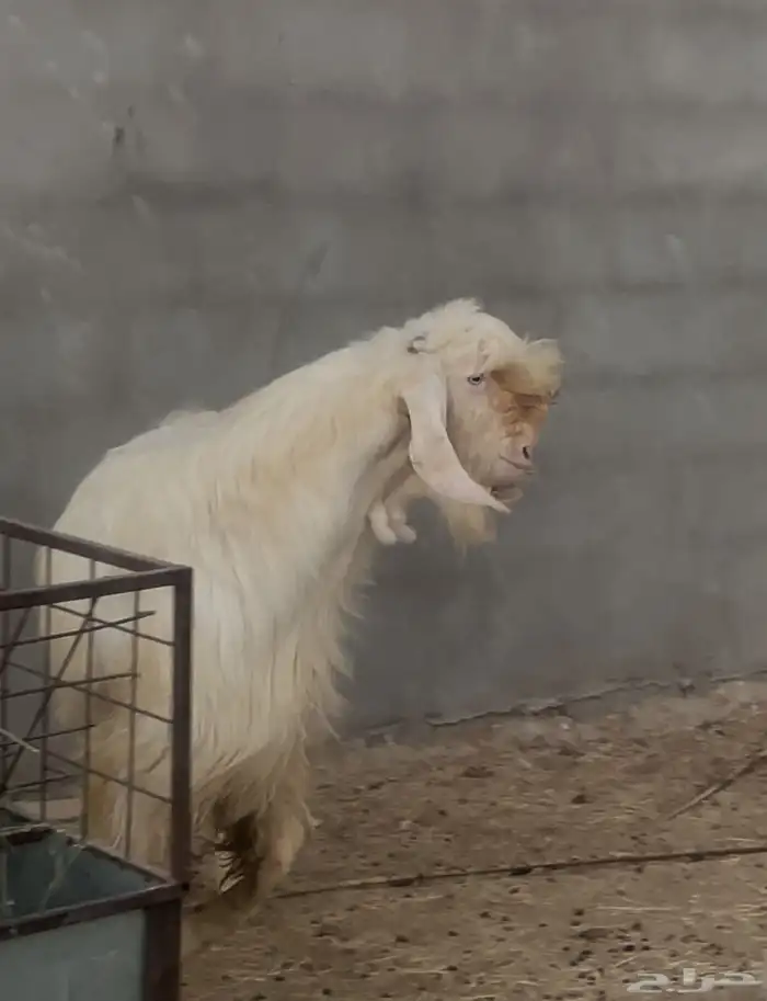 تيس ابيض ابرص 1