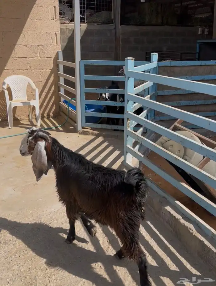 تيس للبيع عارضي العمر 5 اشهر. مخصي 2