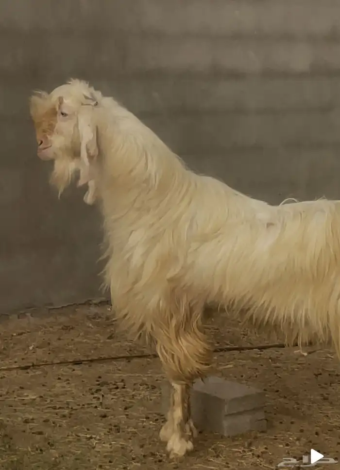 تيس ابيض ابرص 3