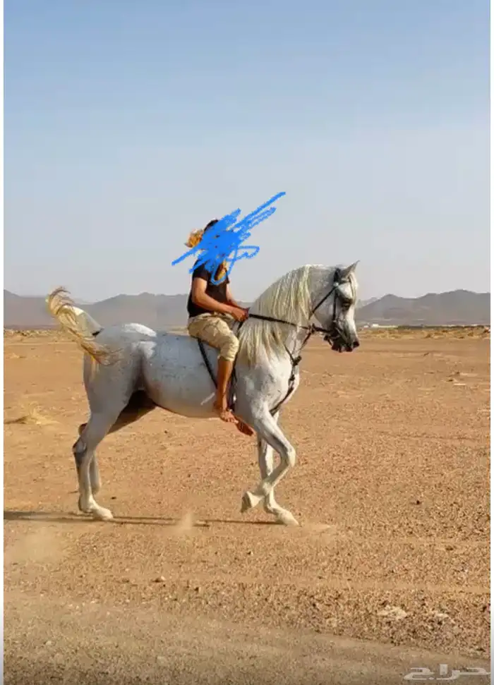 حصان للبيع شيخ 1