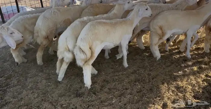 رخال كفو مراح واحد. تم البيع 10