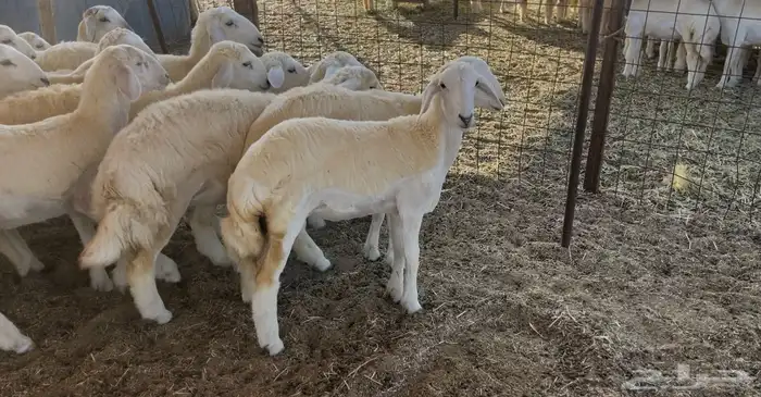 رخال كفو مراح واحد. تم البيع 5