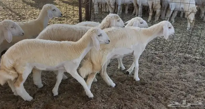 رخال كفو مراح واحد. تم البيع 6