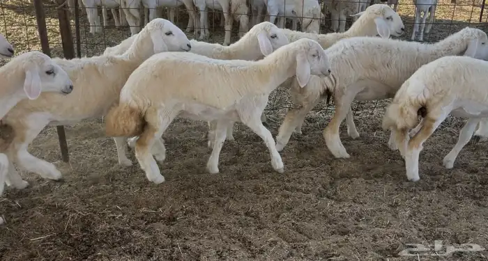 رخال كفو مراح واحد. تم البيع 7